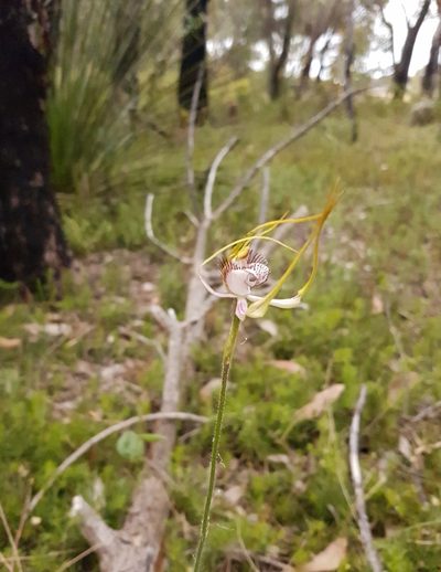Caladenia serotina, photographed by Em Lamond