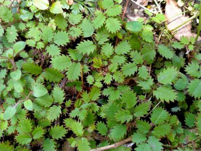 Acaena juvenca, photographed by John Barkla