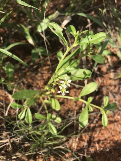 Limeum viscosum, photographed by rosshawkins