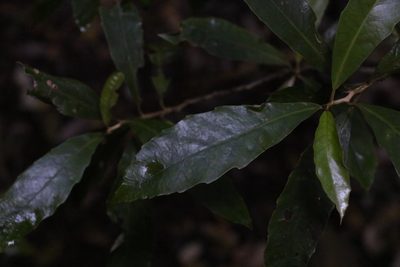 Argophyllum nullumense, photographed by Greg Tasney