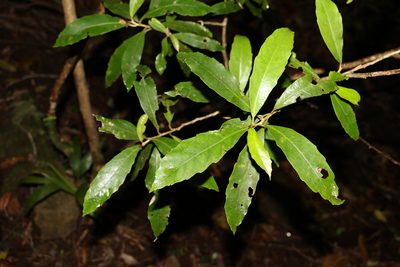 Argophyllum nullumense, photographed by Greg Tasney
