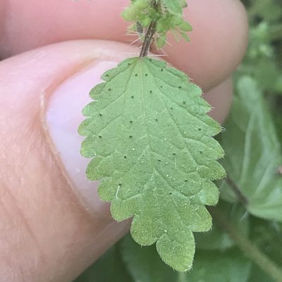 Hesperocnide tenella, photographed by Amy Huie