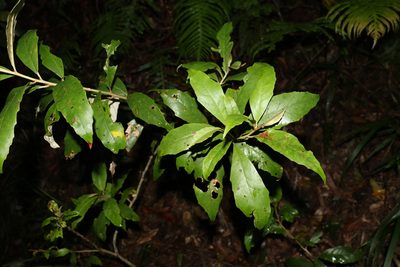 Argophyllum nullumense, photographed by Greg Tasney