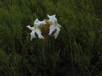 Harveya capensis, photographed by Jeremy Gilmore