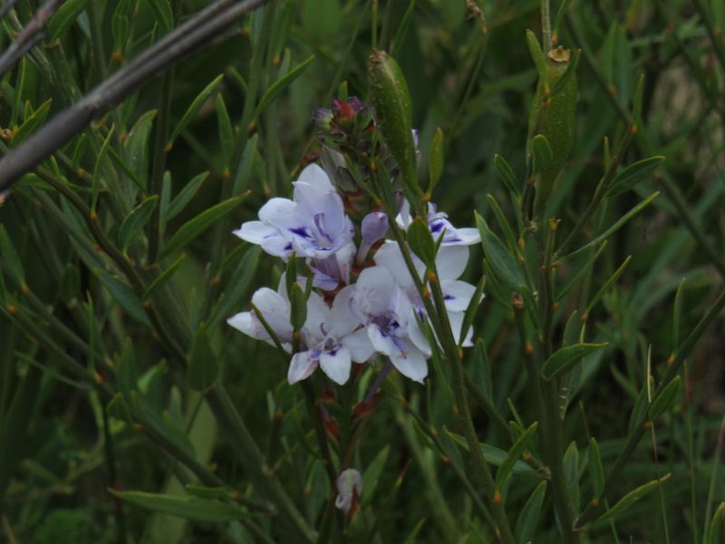 Thereianthus spicatus, photographed by Jeremy Gilmore