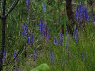 Micranthus plantagineus, photographed by Jeremy Gilmore