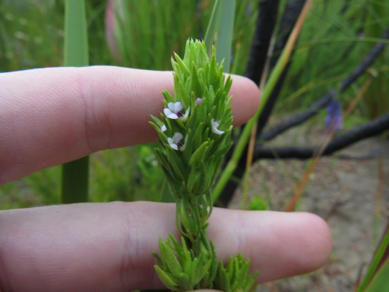 Muraltia alba, photographed by Jeremy Gilmore
