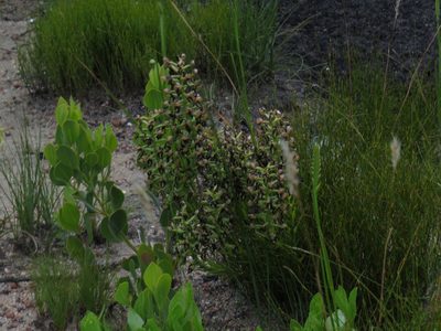 Ceratandra atrata, photographed by Jeremy Gilmore