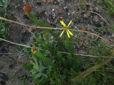 Senecio pinifolius, photographed by Jeremy Gilmore
