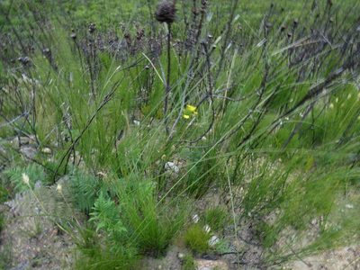 Bobartia indica, photographed by Jeremy Gilmore