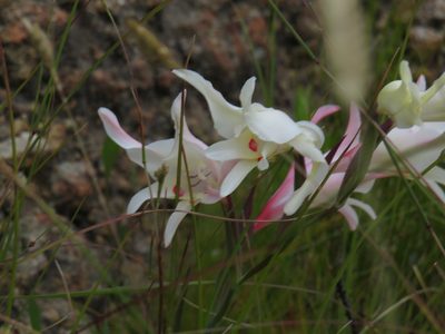 Gladiolus undulatus, photographed by Jeremy Gilmore