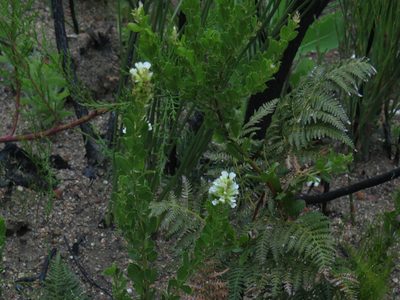 Psoralea albidula, photographed by Jeremy Gilmore