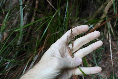 Lepidosperma elatius, photographed by Greg Tasney