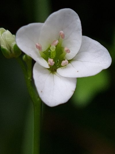 Cardamine forsteri, photographed by gnapp