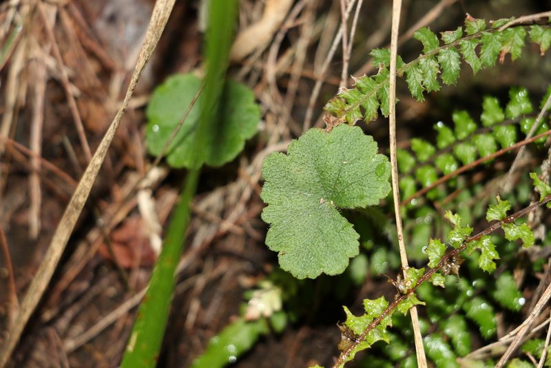 Hydrocotyle inops, photographed by Greg Tasney