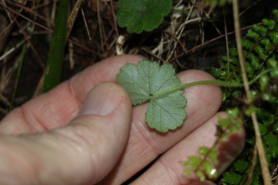 Hydrocotyle inops, photographed by Greg Tasney