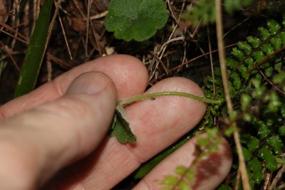 Hydrocotyle inops, photographed by Greg Tasney