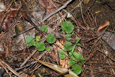 Hydrocotyle inops, photographed by Greg Tasney