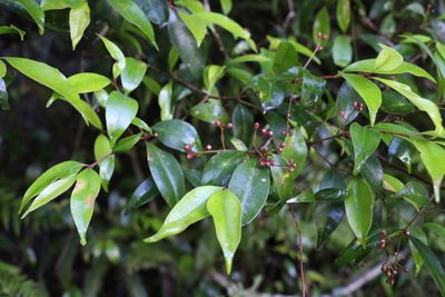 Syzygium oleosum, photographed by Greg Tasney