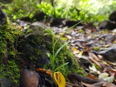 Pterostylis porrecta, photographed by gnapp