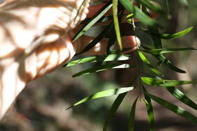 Daviesia arborea, photographed by Greg Tasney