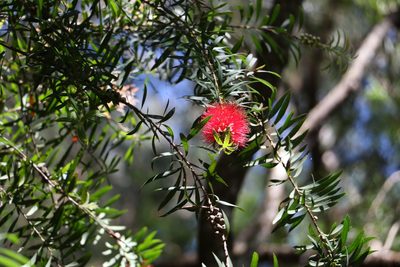 Melaleuca montana, photographed by Greg Tasney