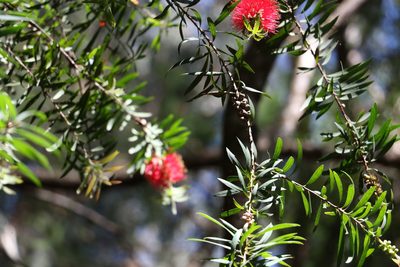 Melaleuca montana, photographed by Greg Tasney