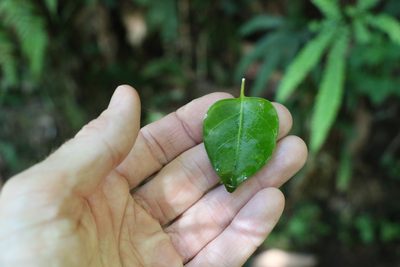 Parsonsia longipetiolata, photographed by Greg Tasney
