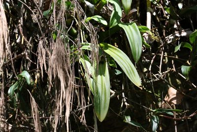 Liparis swenssonii, photographed by Greg Tasney