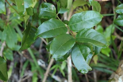 Pandorea baileyana, photographed by Greg Tasney