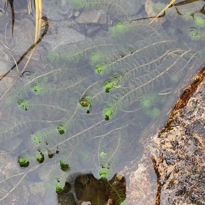 Myriophyllum triphyllum, photographed by Jenny Saito