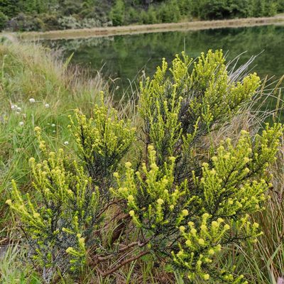 Cassinia vauvilliersii, photographed by Jenny Saito