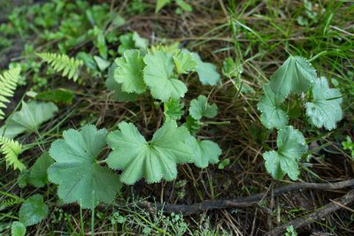 Alchemilla vulgaris, photographed by Tim Johnson