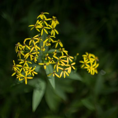 Senecio ovatus, photographed by Tim Johnson