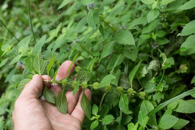 Mentha arvensis, photographed by Tim Johnson