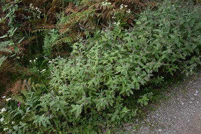Mentha longifolia, photographed by Tim Johnson
