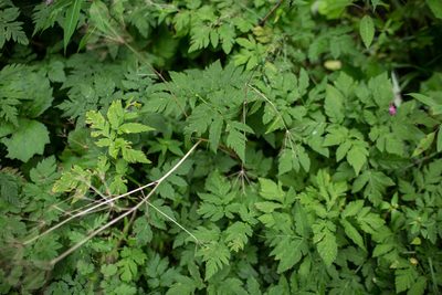 Chaerophyllum hirsutum, photographed by Tim Johnson