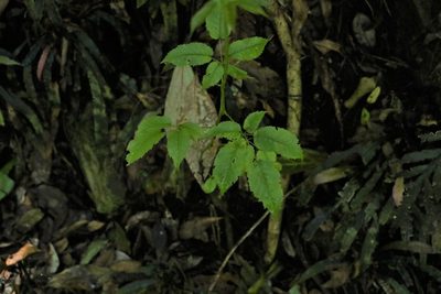 Rubus nebulosus, photographed by Greg Tasney