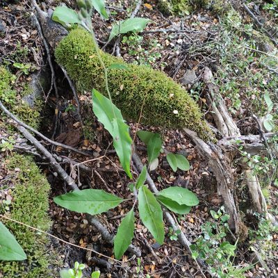 Hieracium levicaule, photographed by Jenny Saito