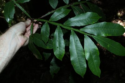 Harpullia alata, photographed by Greg Tasney