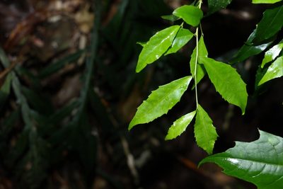 Symplocos baeuerlenii, photographed by Greg Tasney