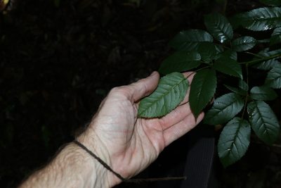Rubus nebulosus, photographed by Greg Tasney