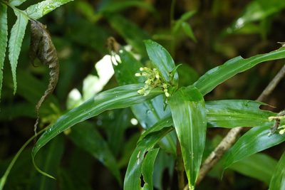 Pollia crispata, photographed by Greg Tasney