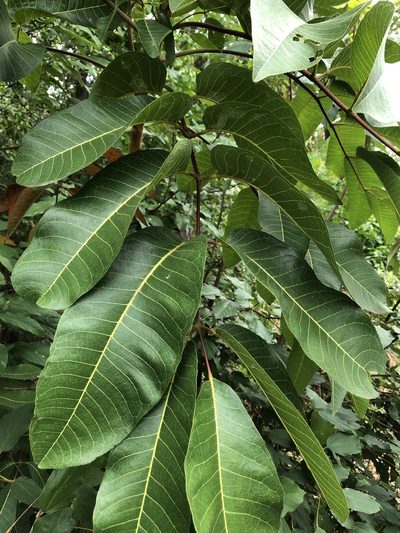 Canarium australianum, photographed by elawrey