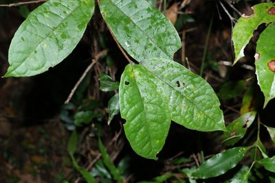 Palmeria foremanii, photographed by Greg Tasney