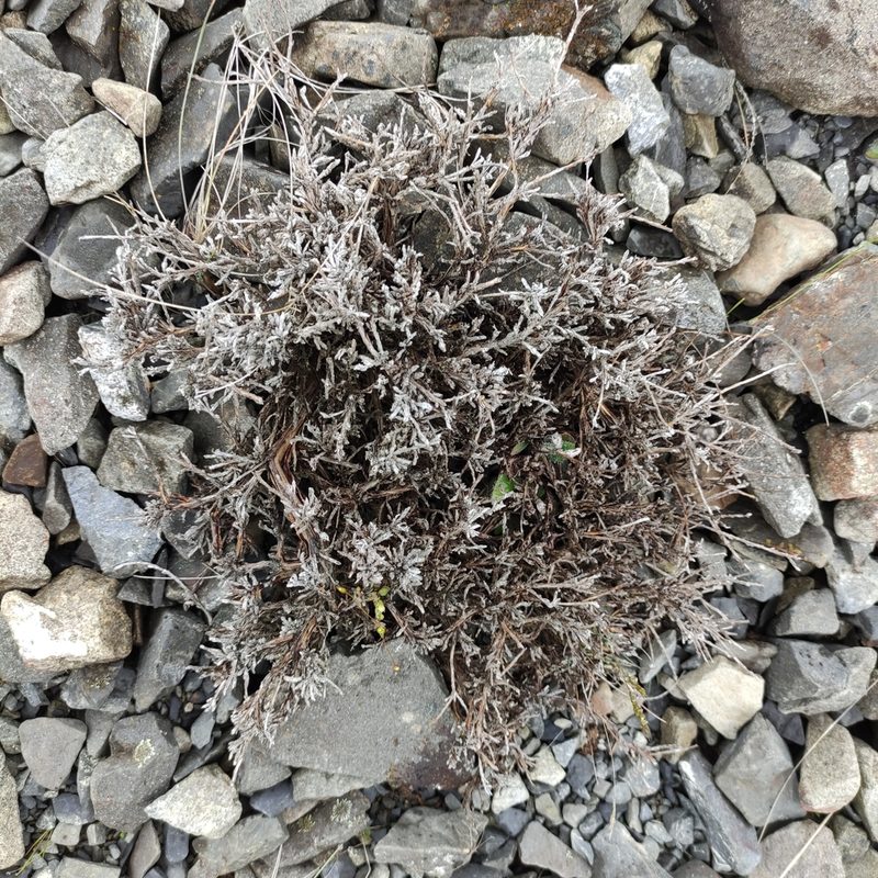 Helichrysum depressum, photographed by Jenny Saito