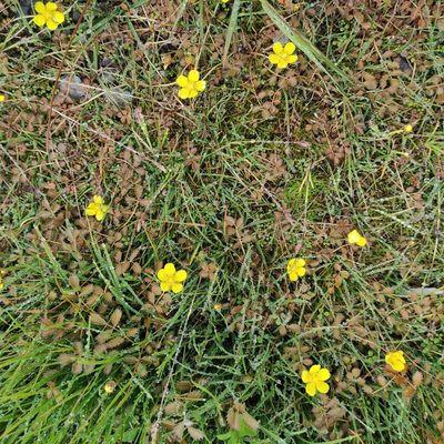 Argentina anserinoides, photographed by Jenny Saito