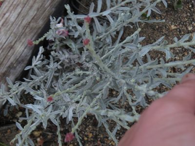Helichrysum zeyheri, photographed by Jeremy Gilmore