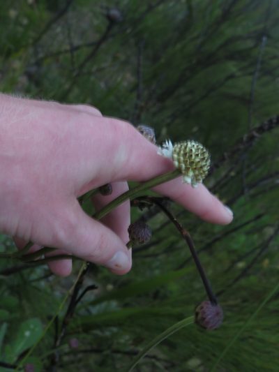 Cephalaria rigida, photographed by Jeremy Gilmore