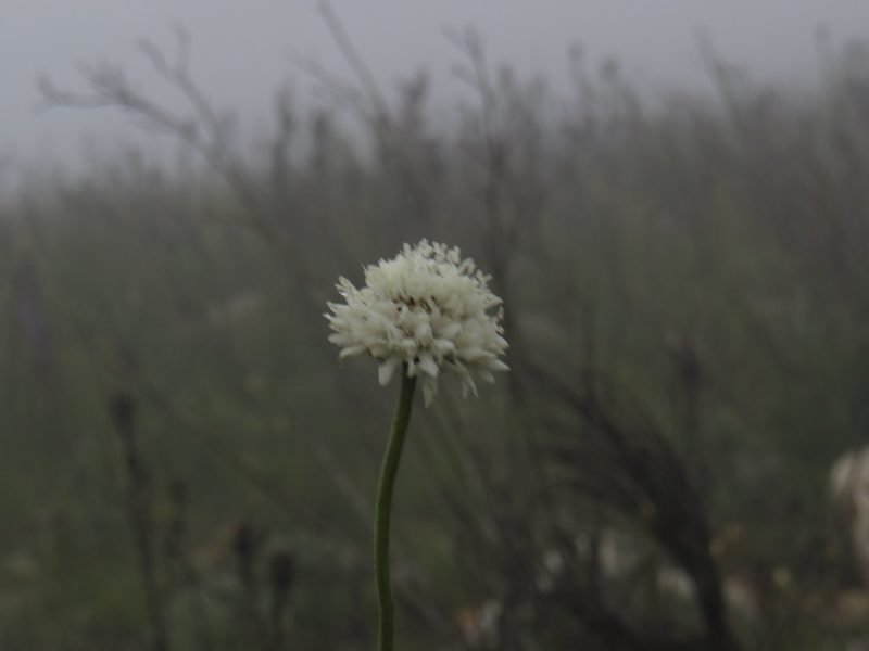 Cephalaria rigida, photographed by Jeremy Gilmore
